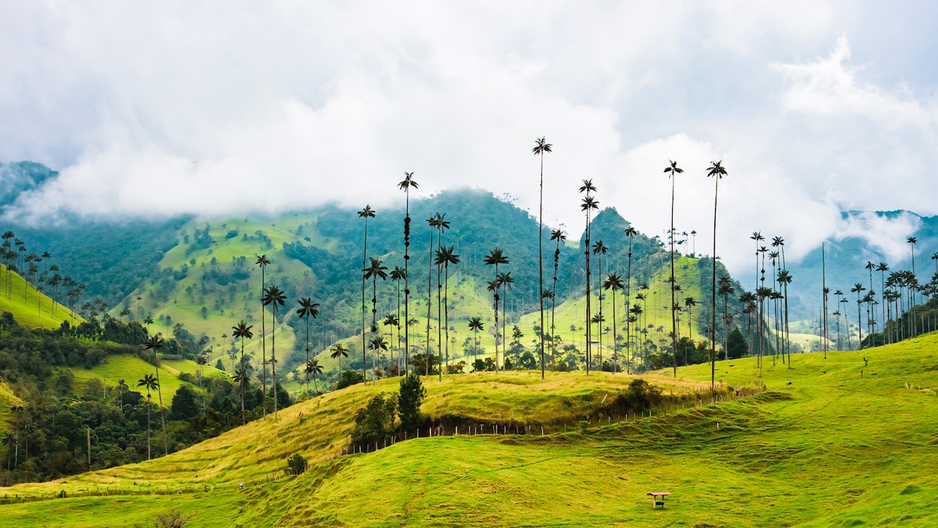 Paisaje del Eje Cafetero